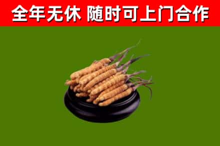 丹东回收散虫草