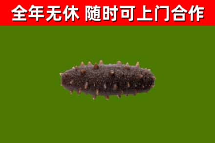 丹东回收海参干